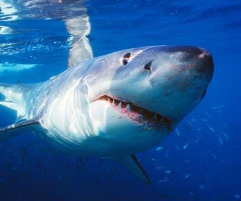 Great white shark