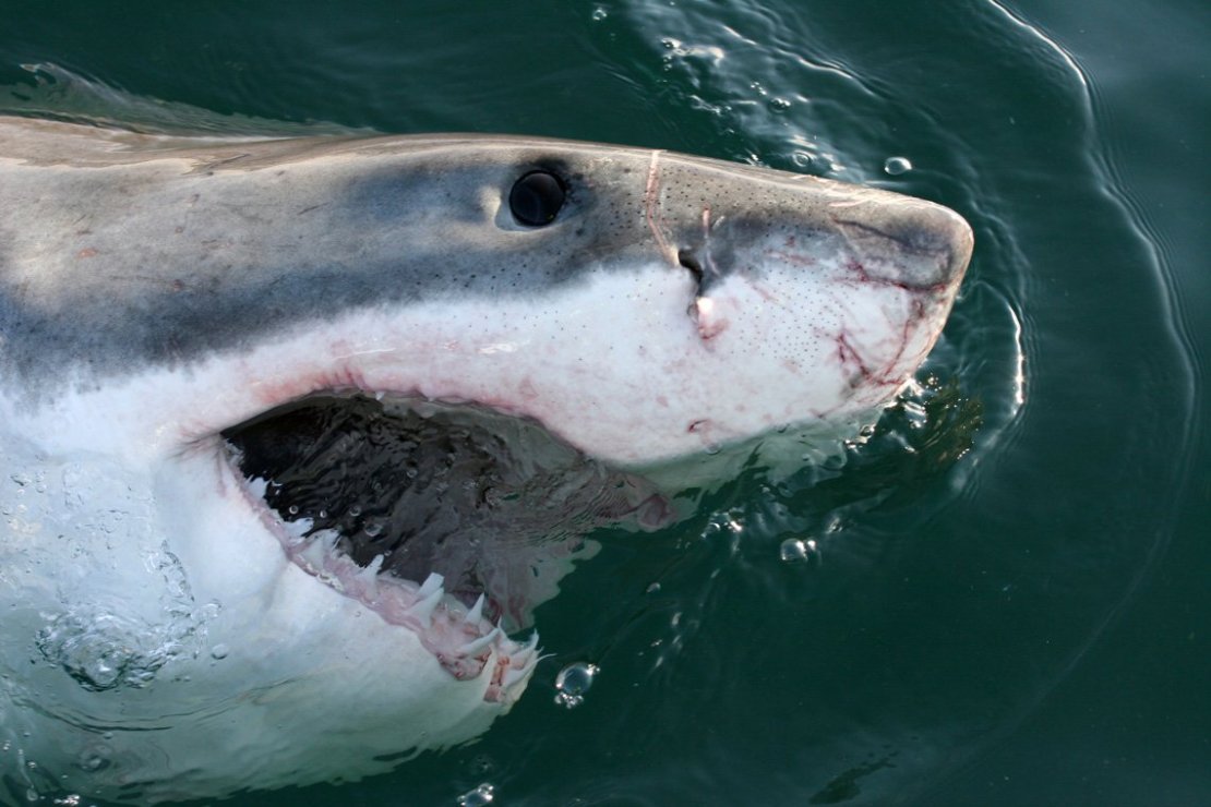 Great white shark researchers try to figure out where and when the East Coast sharks mate