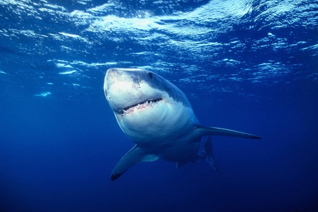 Great white shark | Ocean giants - educational exhibition from the