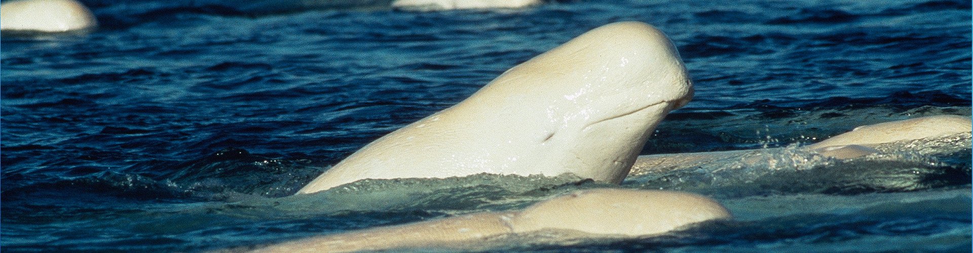 Nordweißwal, Beluga