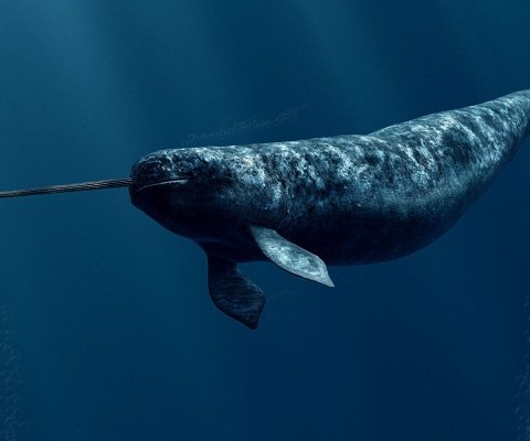 Narwhal