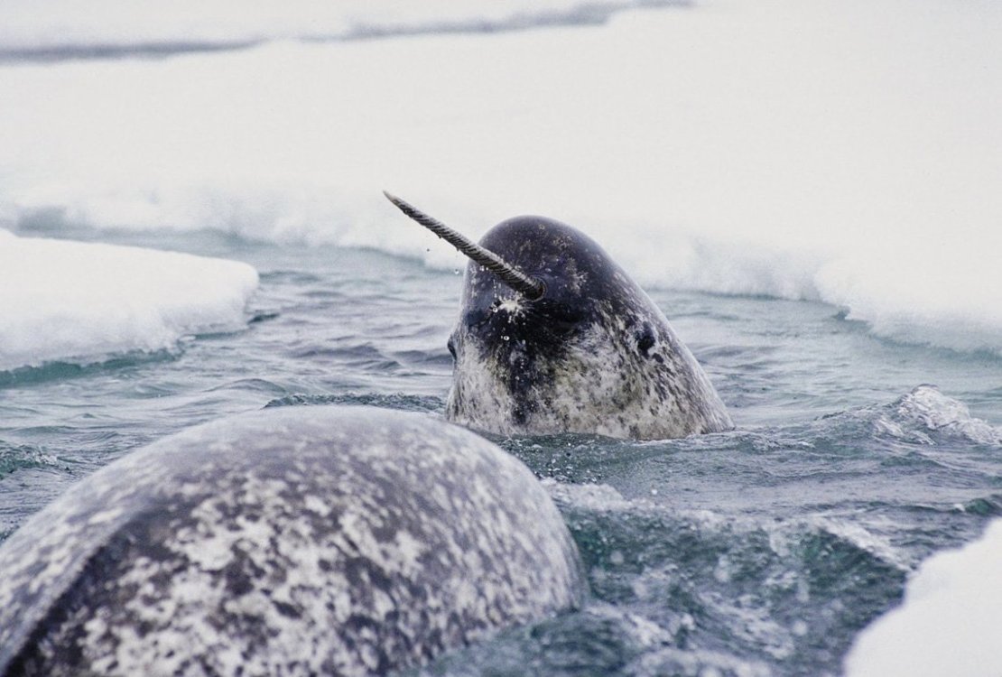 Narwhals (Bad Ice-Cream), Nitrome Wiki