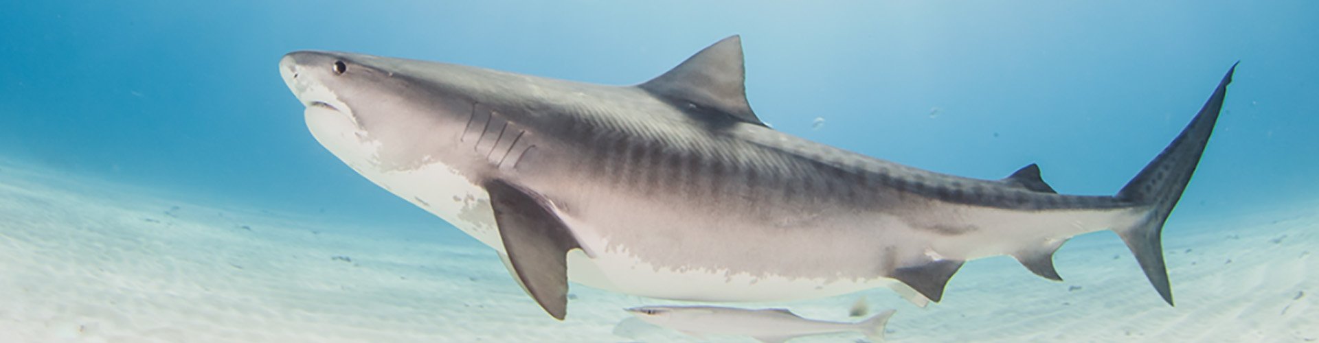 Tiger shark