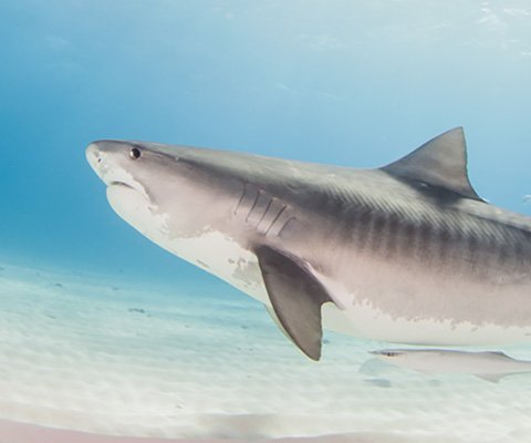 Tiger shark