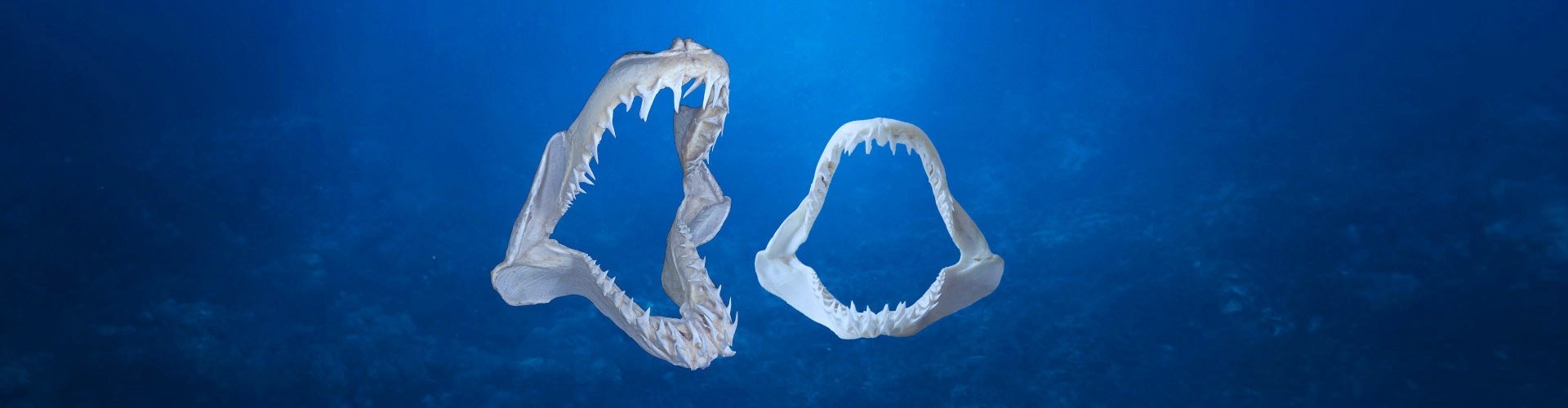 Collection of shark jaws and teeth