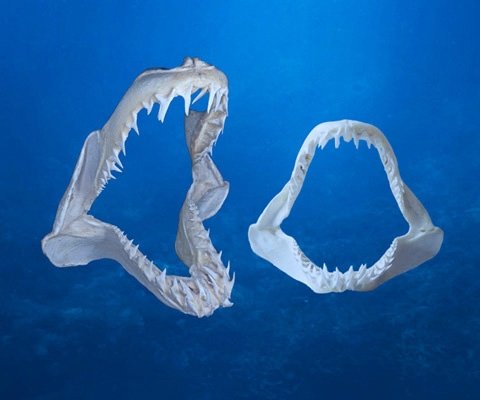 Kiefer- und Zahnsammlung aus der Welt der Haie
