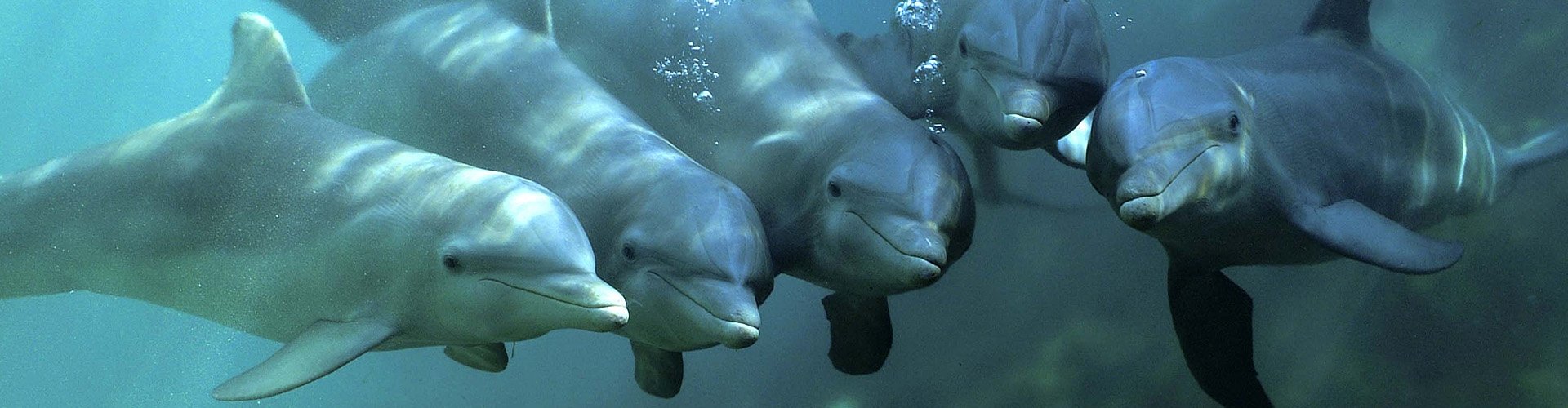 Common bottlenose dolphin