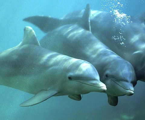 Common bottlenose dolphin