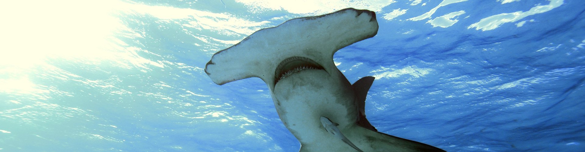 Great hammerhead