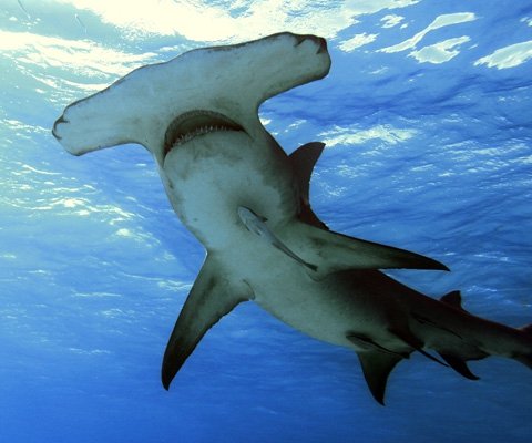 Great hammerhead