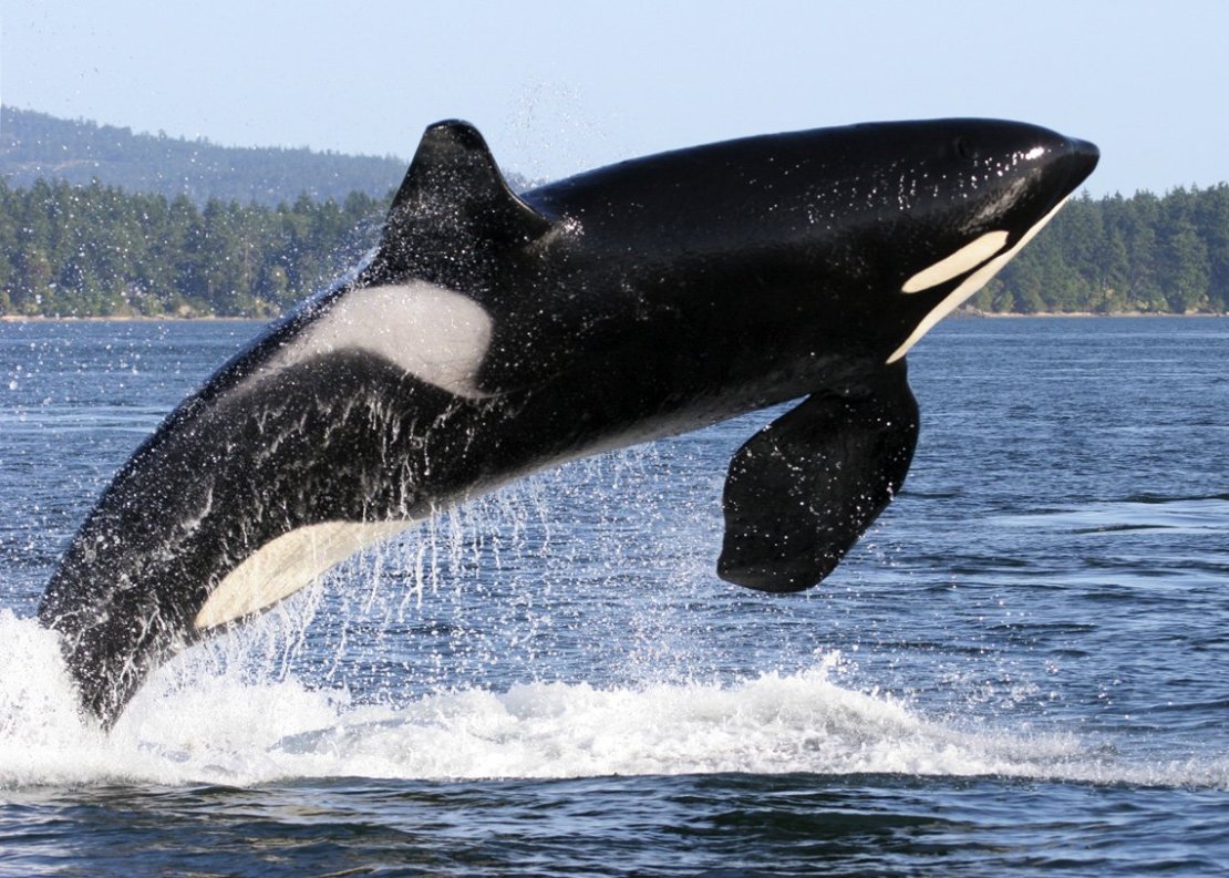 killer whale eating seal