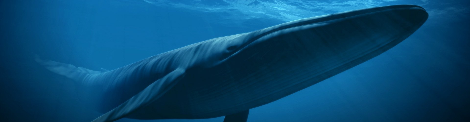 Blue whale