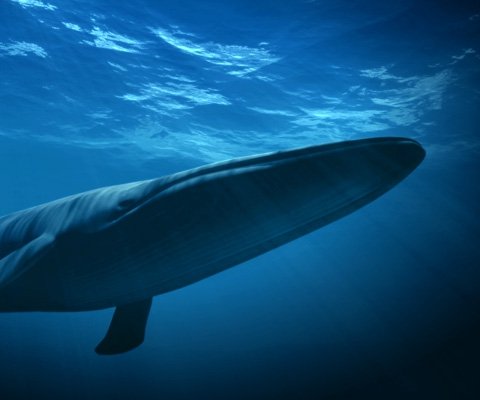 Blue whale