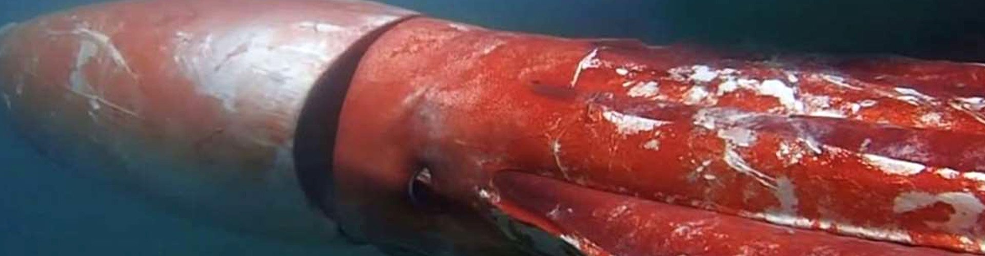 Giant squid