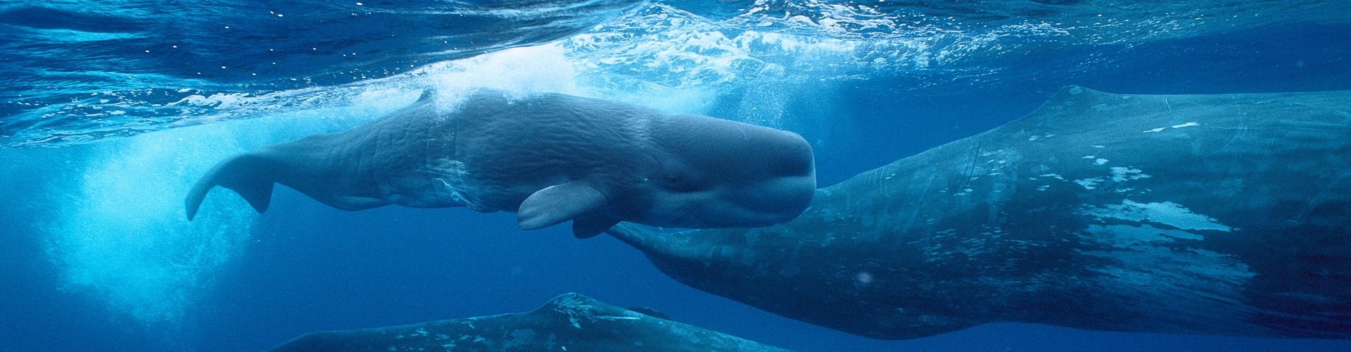 Sperm whale