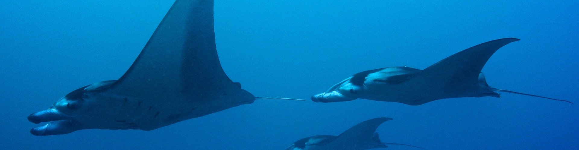 Giant oceanic manta ray