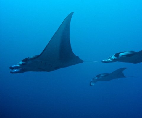 Giant oceanic manta ray