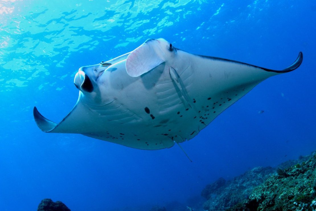 Giant oceanic manta ray  Ocean giants - educational exhibition from the  underwater world