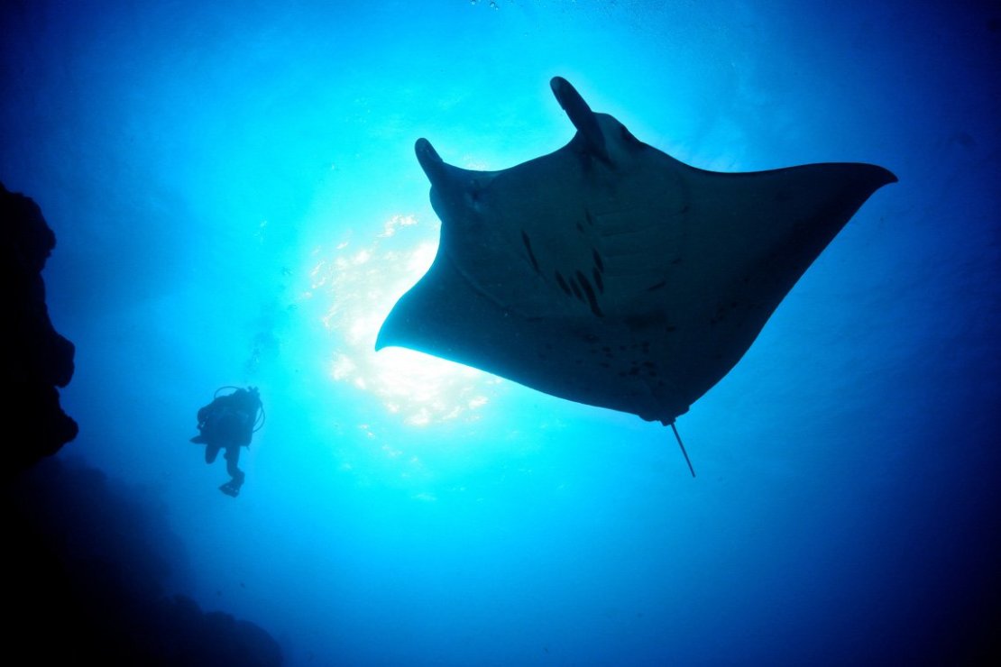 Rochen Manta  Riesen der meere - Lehrreiche Ausstellung aus der  Unterwasserwelt